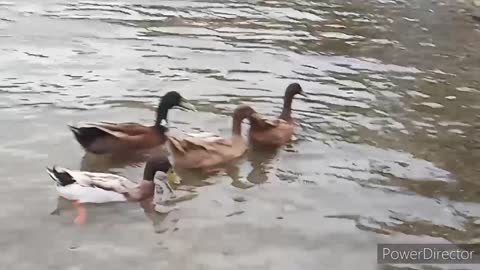 Duct swimming at the sea