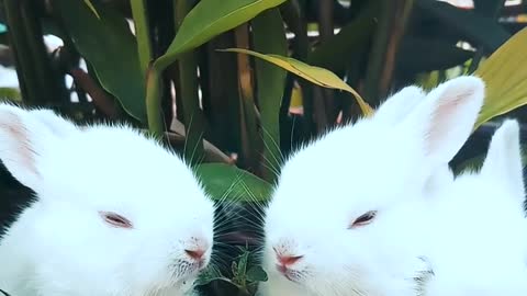 Cute and beautiful at home Baby rabbits