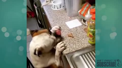 Funniest Hungry Dogs Compilation | 5/2021