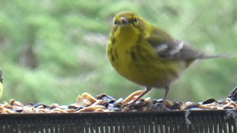 Goldfinch