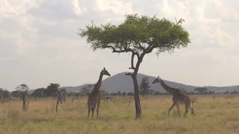 Giraffes gathering under acacia tree canopy in refreshing shade