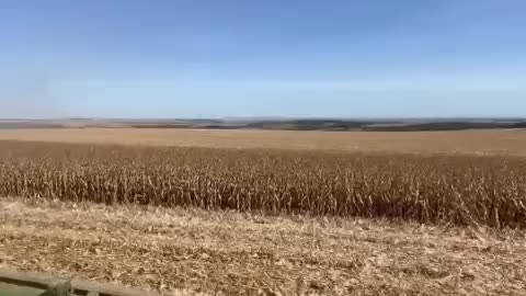 corn crop harvest