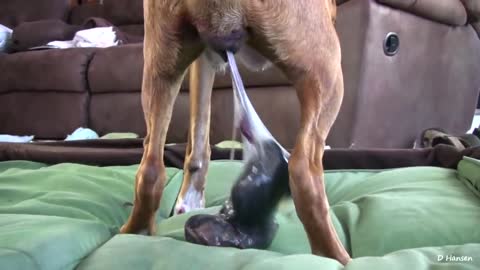 Dog standing and giving Birth