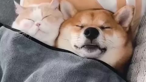 Funny catanddog