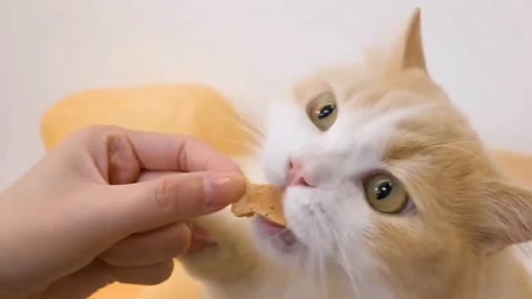 cat eating cookies