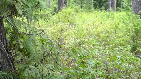 SW Washington Bobcat called close