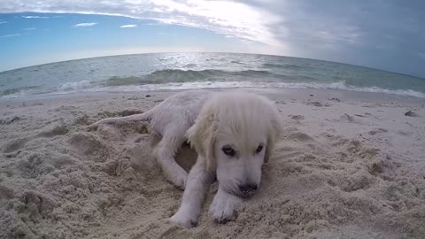 Cute Puppy doesn't like camera in his face