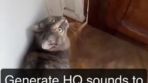 that Soundsattract cats - Meow to make cats come to you