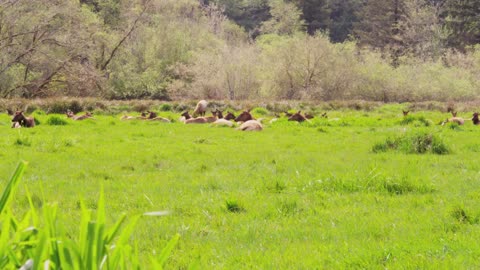 Elk Laying in Grass