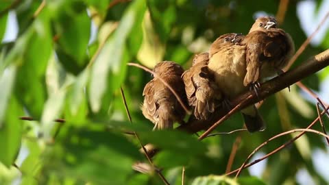 Birds sleeping in a group - With great music