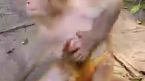 Monkey Seyla Monkey and Animals Compilation