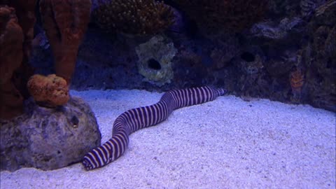 A Striped Eel In An Aquarium