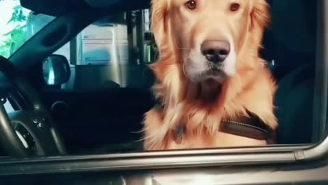 Golden retriever is tired of waiting for his owner so he gets in the driver's seat