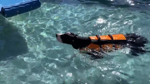 Puppy enjoy swim