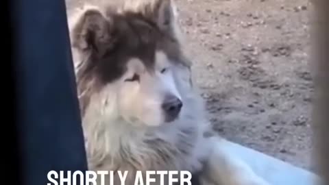 This dog knew their best friend had passed away 💔