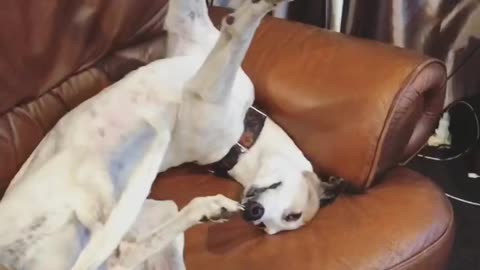 Dog Sleeps in Silly Pose