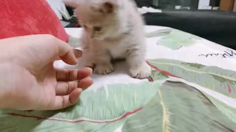 Two months old Munchkin kitten play with hands