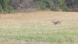 Young buck fails at trying to swoon female deer