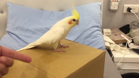 Tap Dancing Cockatiel