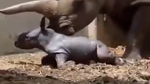 Amazing rhino childbirth