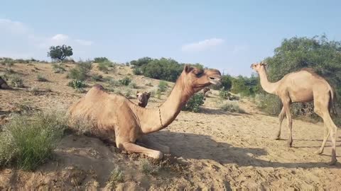 Camel Ship of desert