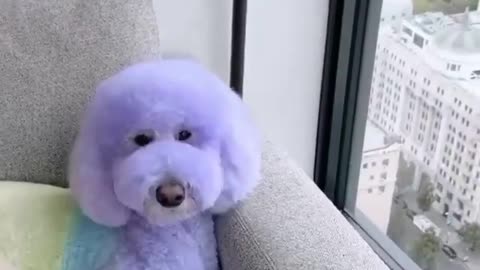 Excuse me miss ! 🥺 SO CUTE DOG VIDEO