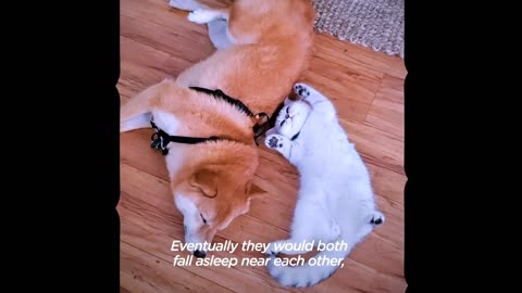 Cute Cat And Cute Dog Friendship