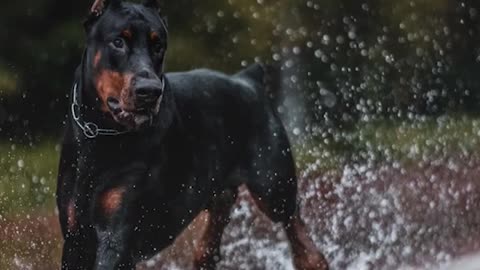 cool Dobermans