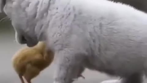 Perrito jugando con pollito increible