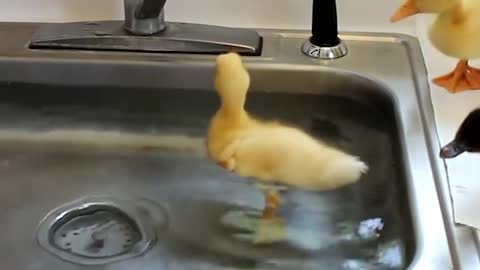 Baby Ducks Walks like a duck, talks like a duck 🦆