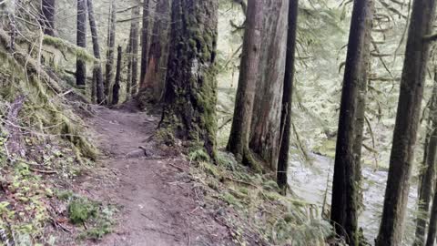 Hiking Above Salmon River in Rainforest Paradise – Mount Hood – 4K