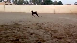 pony in farm