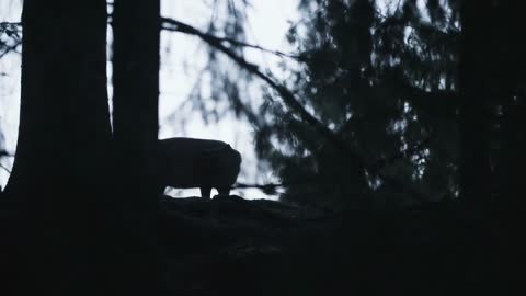 Roe deer in silhouette stands still then looks away and walks into the forest