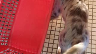 Cute little puppy helps with the laundry basket