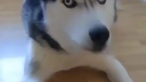 Funny Husky talking to his master his voice is so clear😲