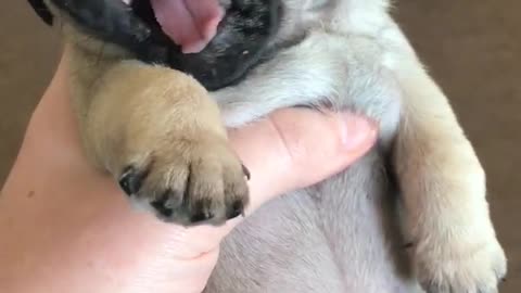 Este adorable cachorro limpia su rostro con sus hermosas patas