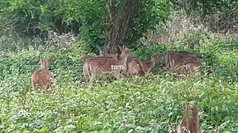 Deer in tamilnadu