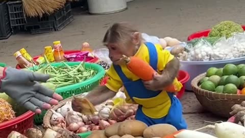 cute curtis monkey goes to the market to buy carrots