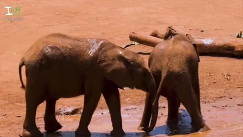 Look how cute two elephant cubs playing in the mud