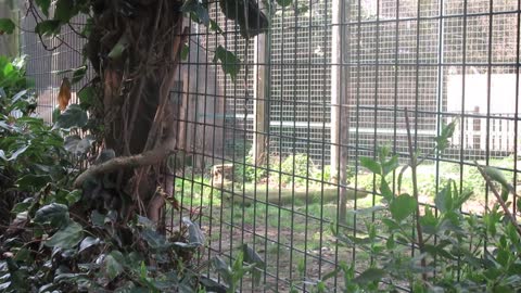 lion walking insid his cage