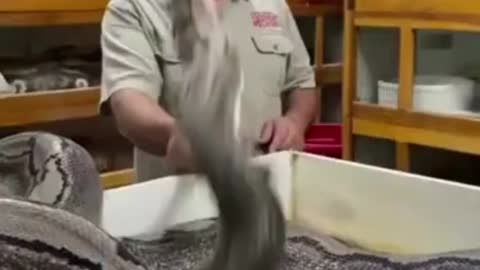 Crazy Snake Handler Almost Gets Bit by Huge Snake