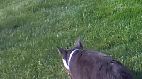 Is this Outdoor Cat Playing with a Wild Baby Rabbit or Killing the Rabbit?