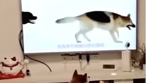 Dogs reaction watching TV fanniest dog, funny dog reaction