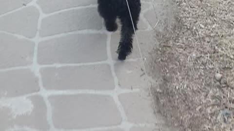 Walk with a black cute poodle.