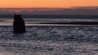 Bears Enjoy Spectacular Sunset Swim