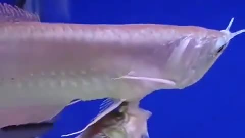 Fish With Two Heads