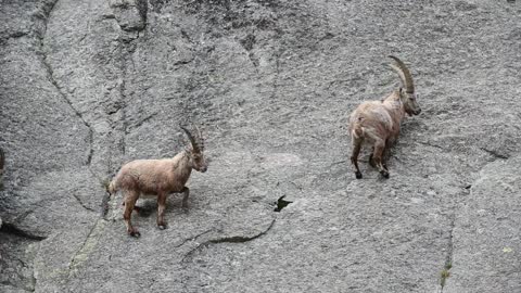 Alpine ibex climbing cliff