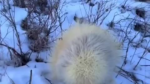 white porcupine