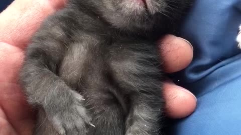 Little Dreaming Kitten