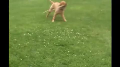 Cute dog with round shaking